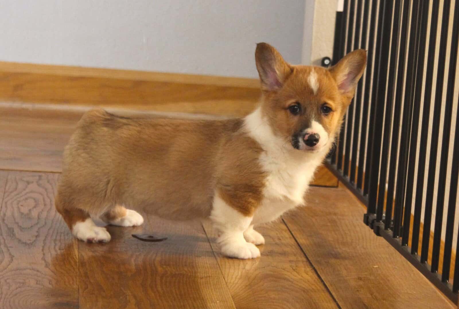Johnny - Pembroke Welsh Corgi Puppy image 4