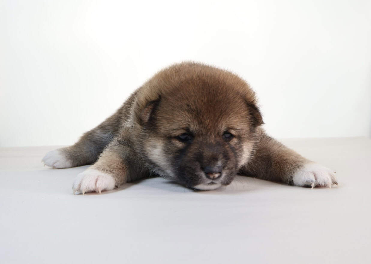 Hawaii Blossom, Sesame Shiba Inu girl image 4