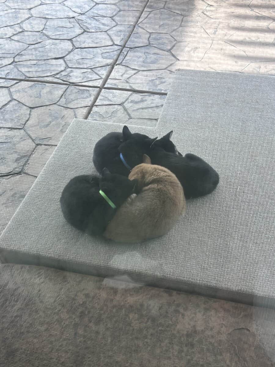 4 female pure bred Shiba Inu puppies - 9 weeks old image 7