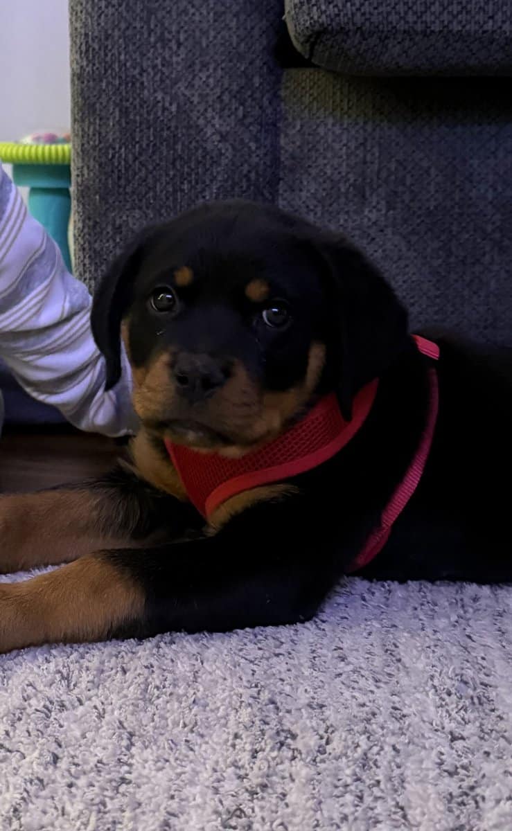 AKC Certified Pedigree Rottweiller image 5