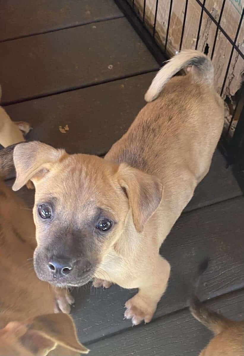 Boxer Black Mouth Cur Mix image 5