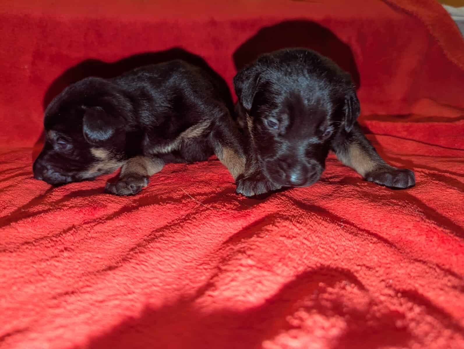 Doberman/German shepard image 1
