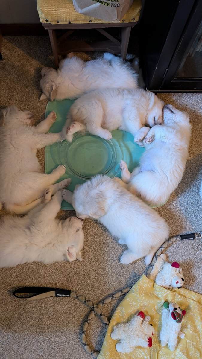 Great Pyrenees Puppies for Sale image 4