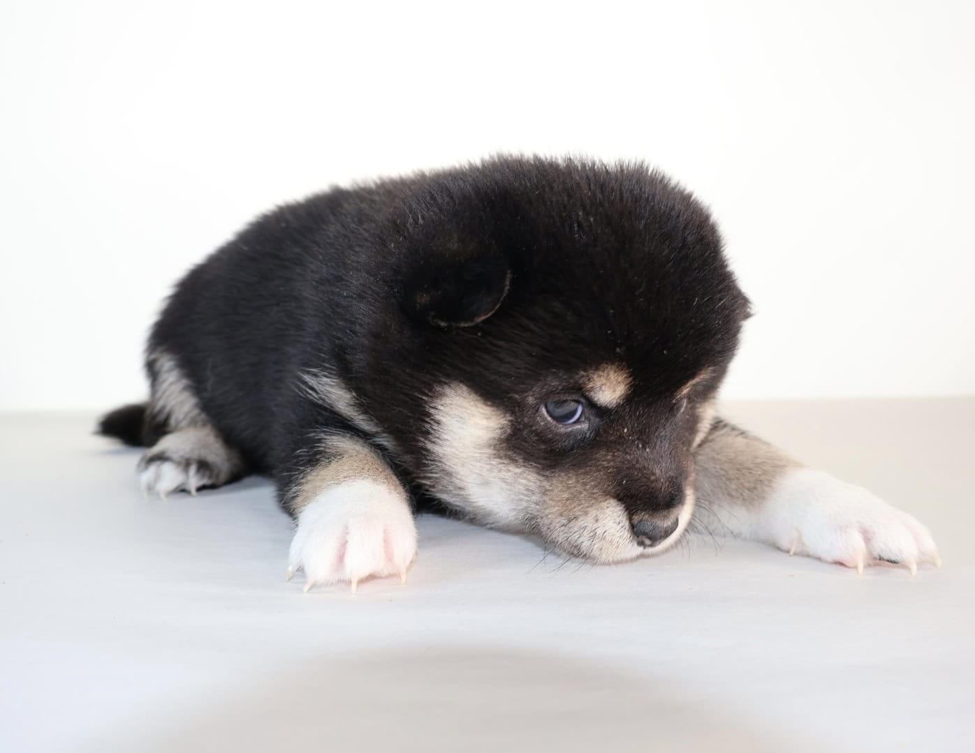 Midnight Pearl, Tuxido Shiba Inu image 5