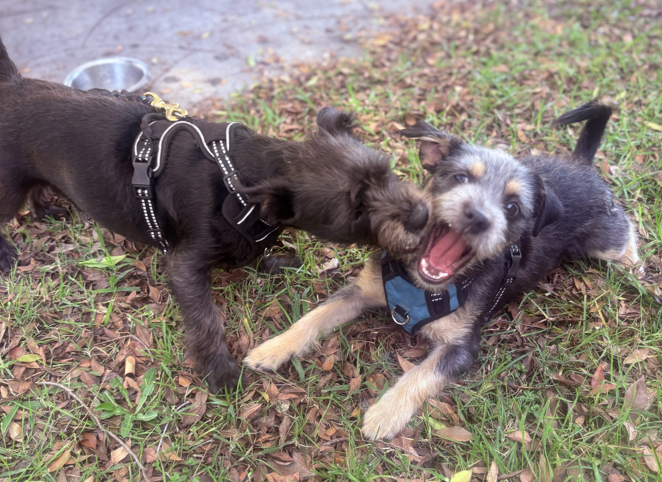 Minature Schnauzer/Terrier Mixed Puppies $400 image 8