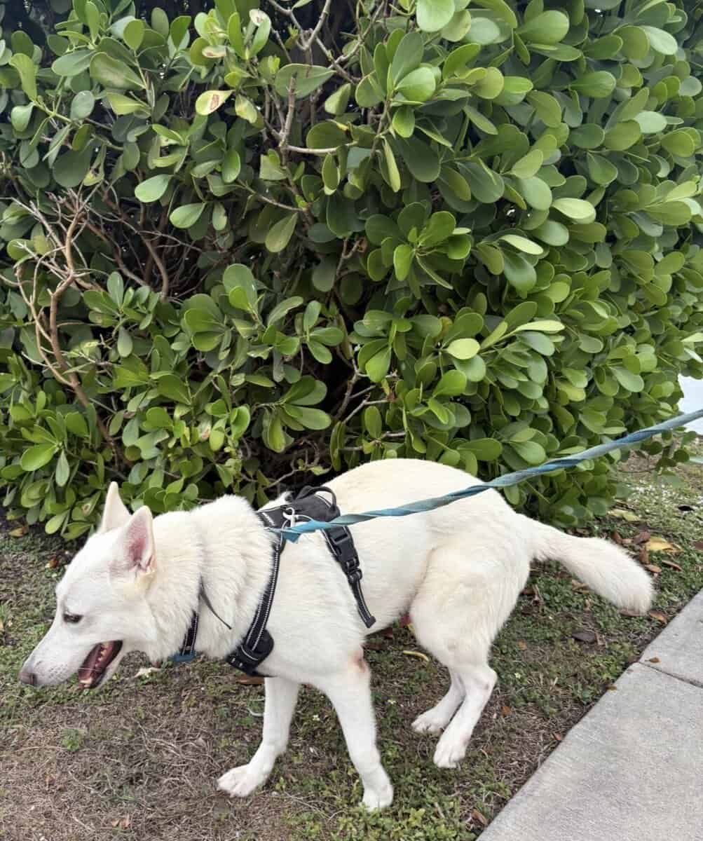 White Swiss Shepherd l image 3