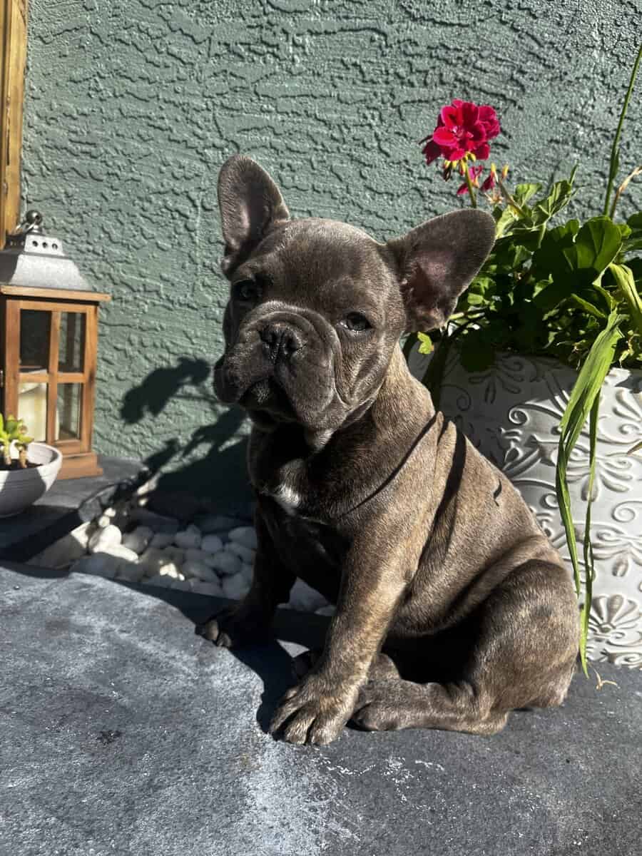 READY TO GO NOW – FRENCH BULLDOG PUPPIES 🐶 image 2