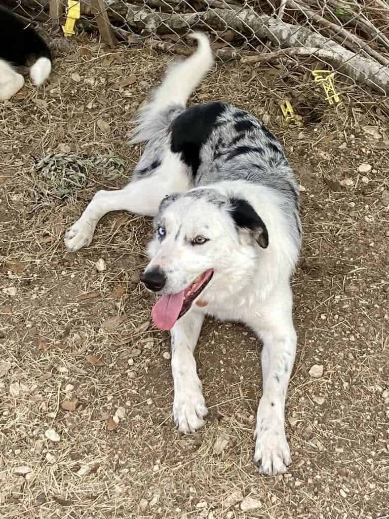 Blue Merle Border Collie - ABCA Male image 3
