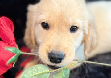 Golden Retriber Puppy 5