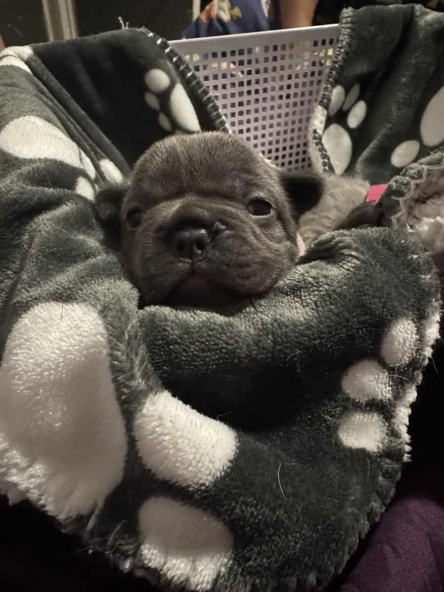 Frenchie Puppies image 2