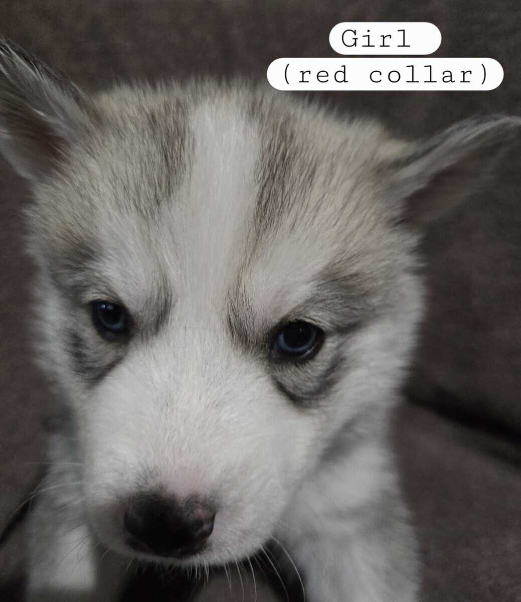 Siberian Husky Puppies image 3