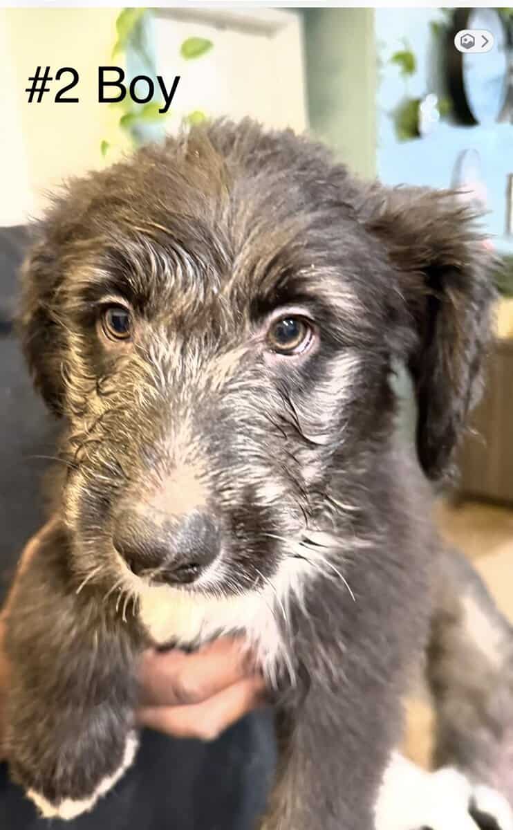 Aussie mixed puppies image 3