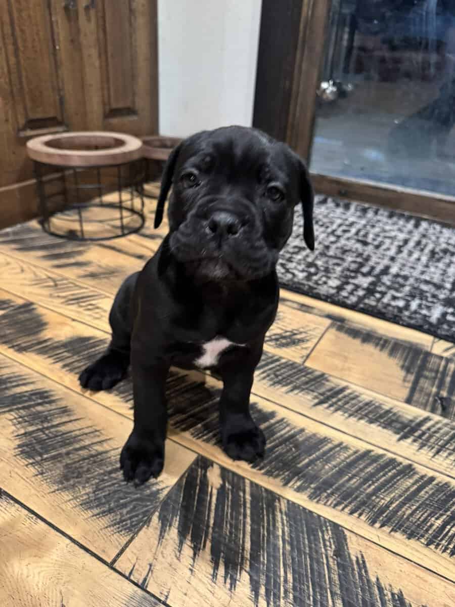 Cane Corso Puppies image 6