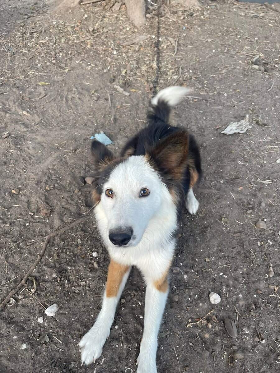 Australian shepherd mix image 1