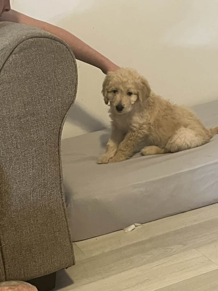 4 golden doodle puppies image 1