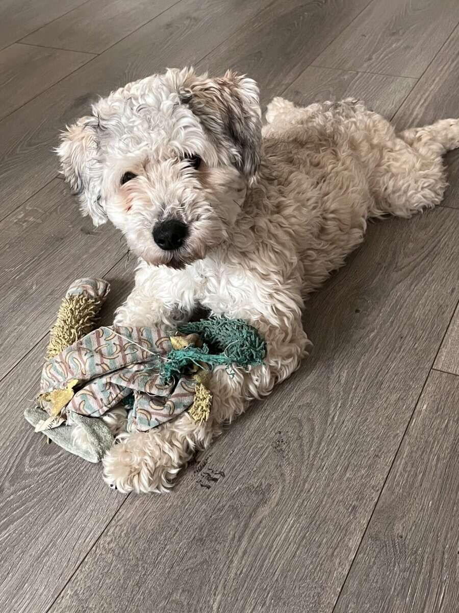 Rehoming Charlie - schnauzer poodle image 5