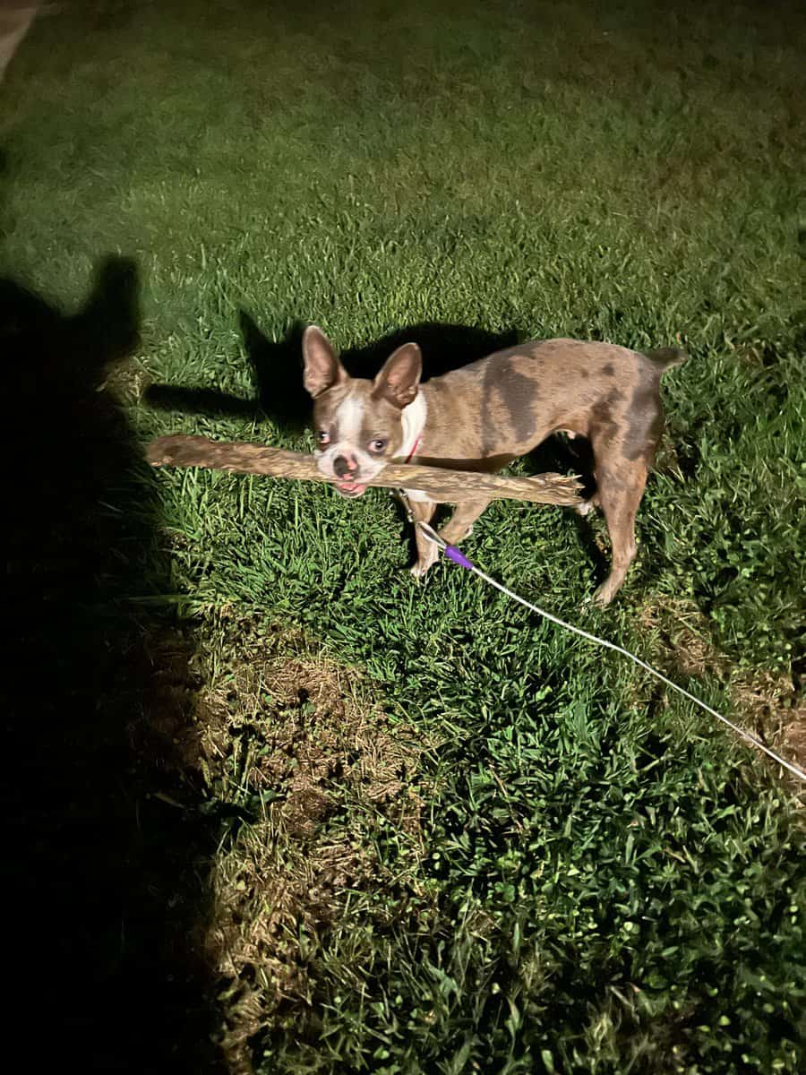 2 y/o Boston Terrier needs new home image 6