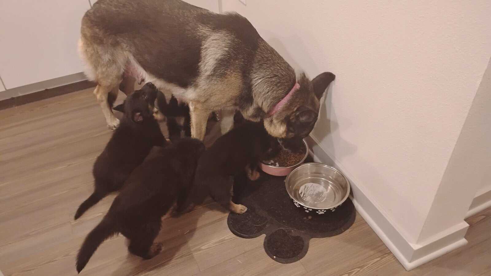 German shepherd puppies . Almost ready. 700. image 1