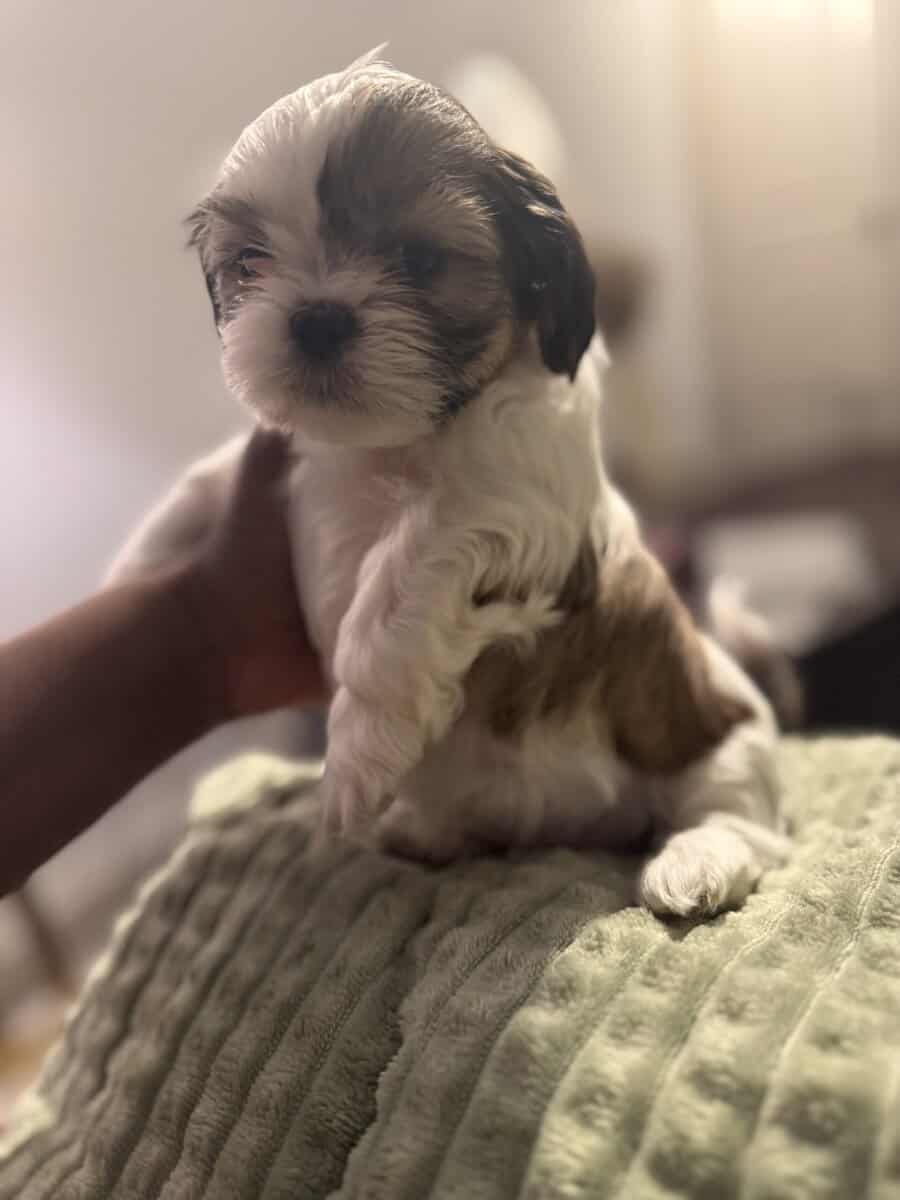 Shihtzu - NEED GONE ASAP image 3