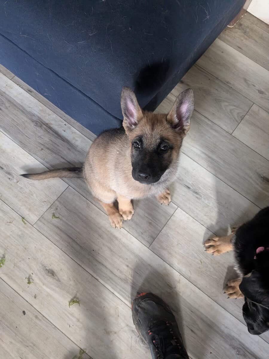 Belgium German shepherd puppies image 1