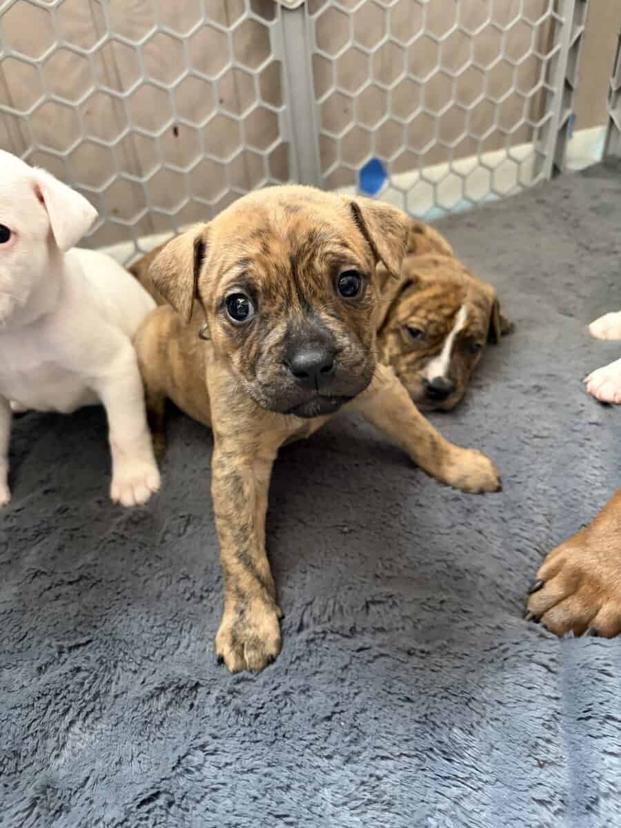 Olde English bulldog puppies image 10