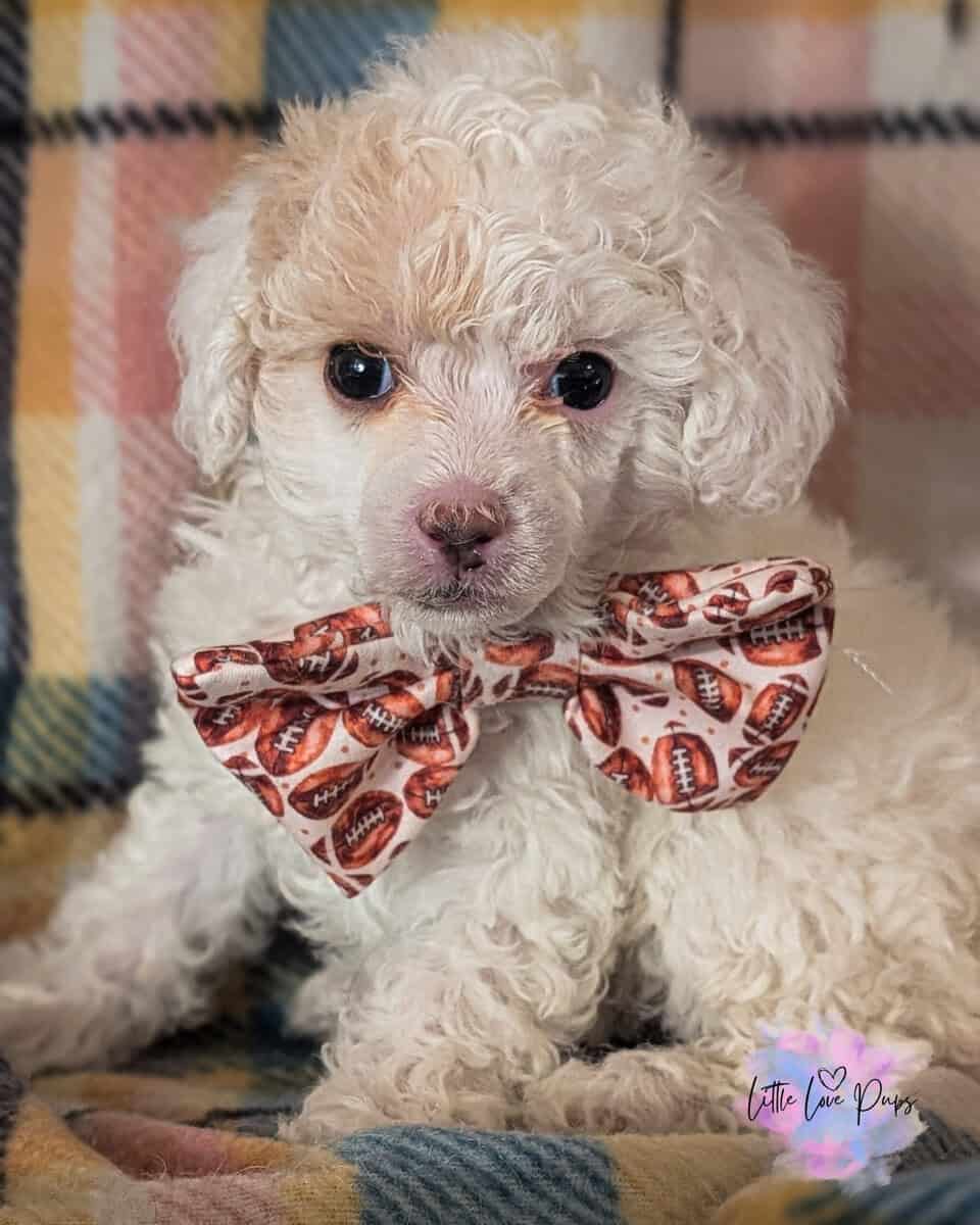 Toy Poodles image 1
