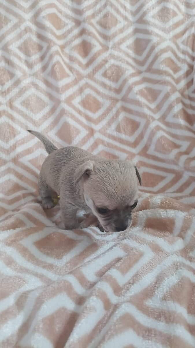 Chihuahua puppies image 2