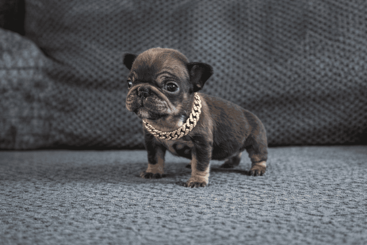 Tiny female frenchie image 1