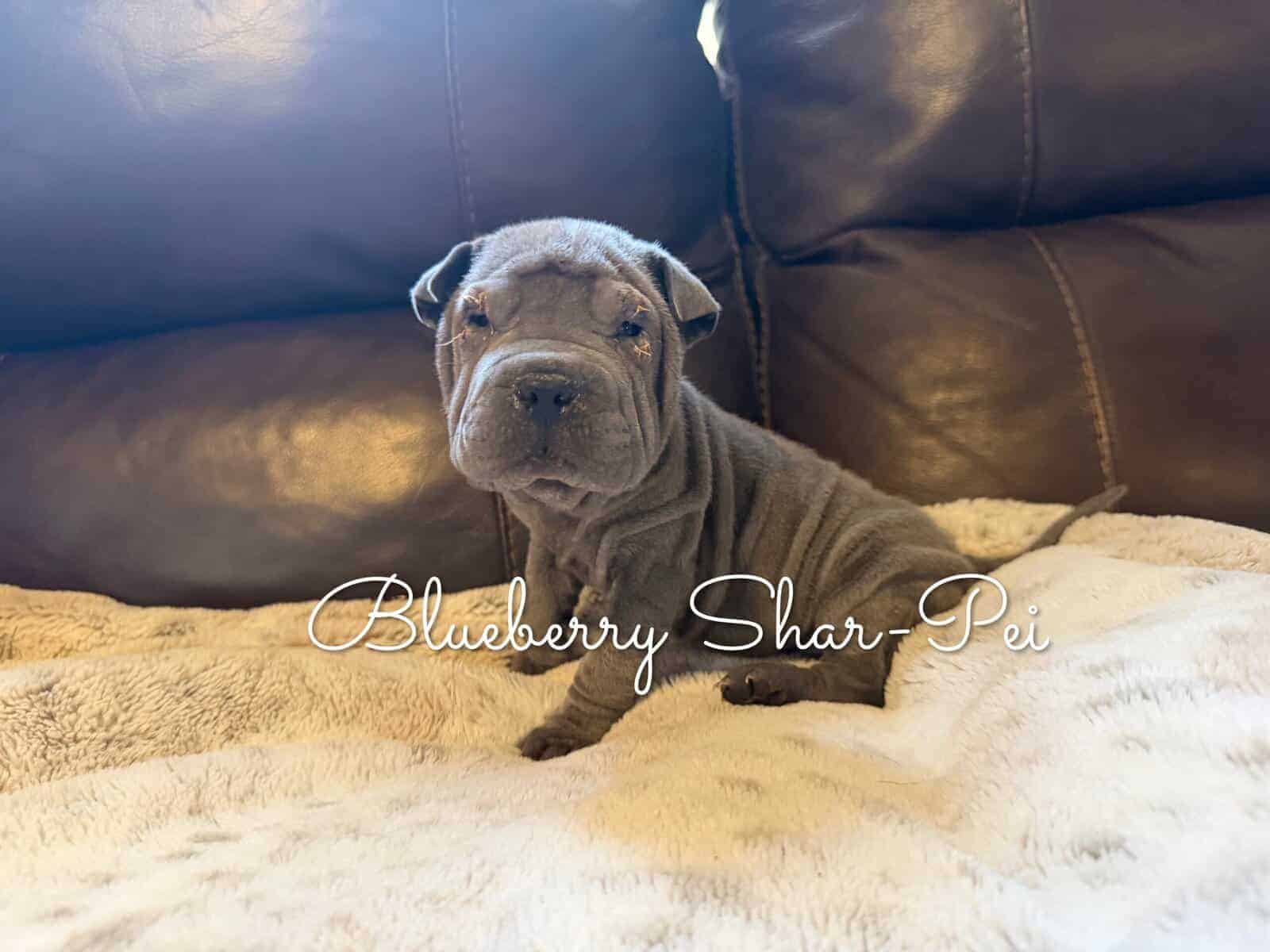 Shar-Pei Puppies image 7