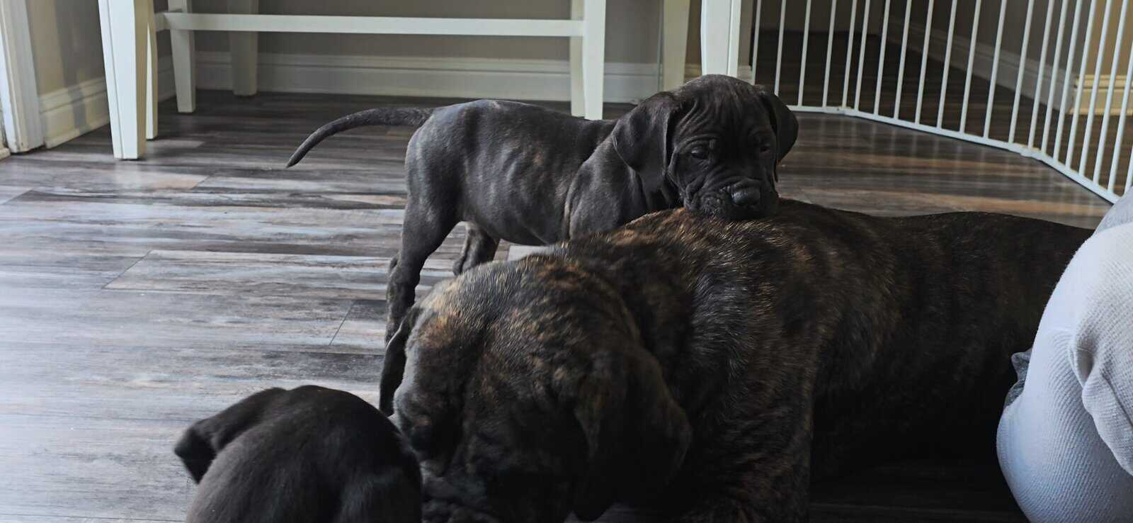 American Bandogg Pups image 7