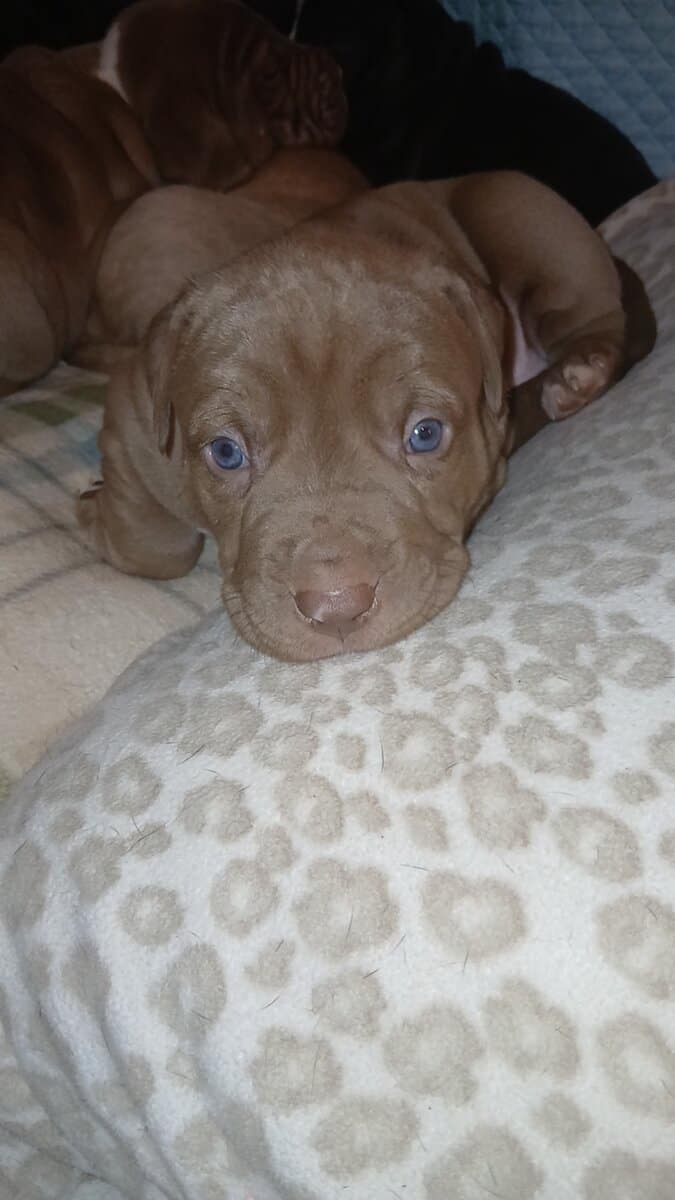 PUPPIES♡♡♡♡ image 5