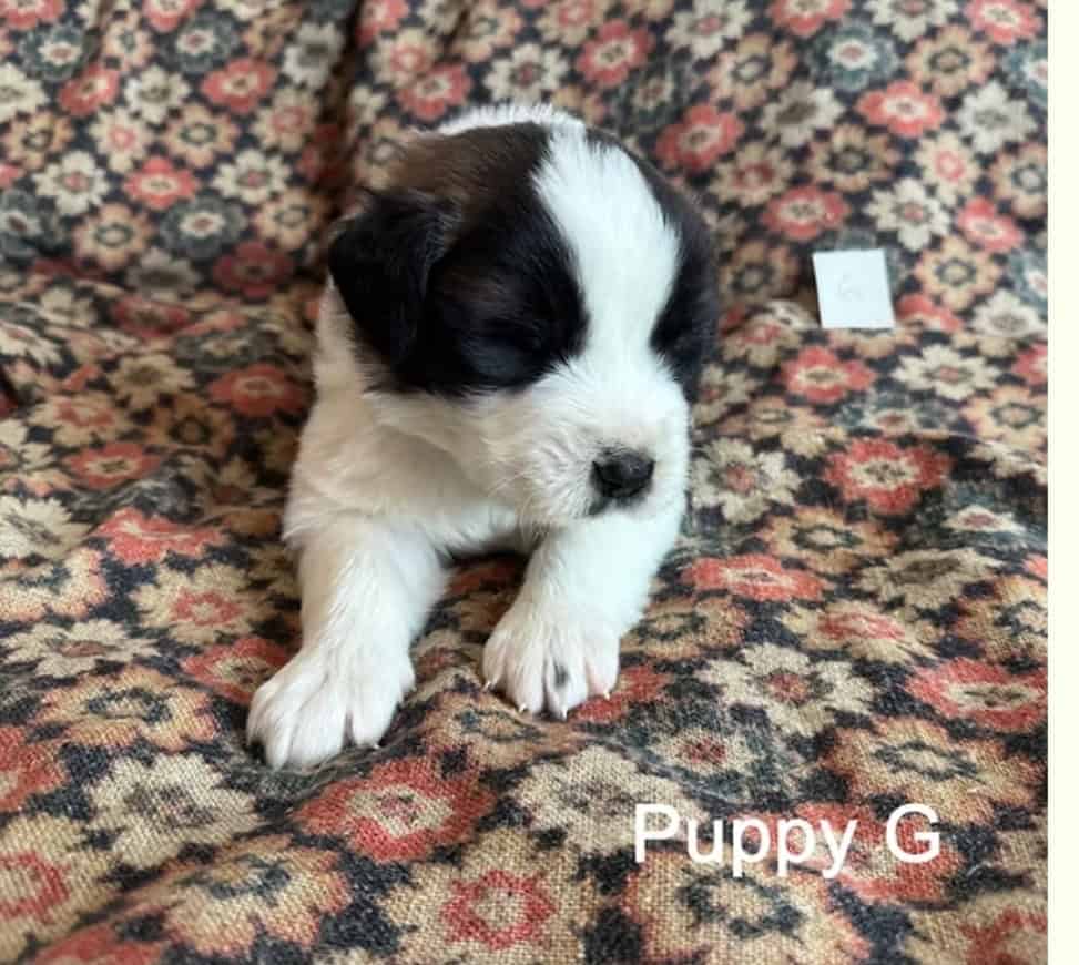 11 Perfect Baby Saint Bernards image 8