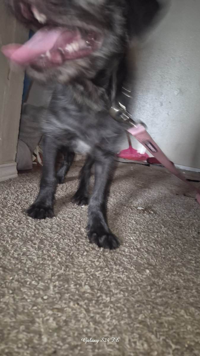 Small puppy 3 months NEEDS NEW HOME ! 👋 image 3