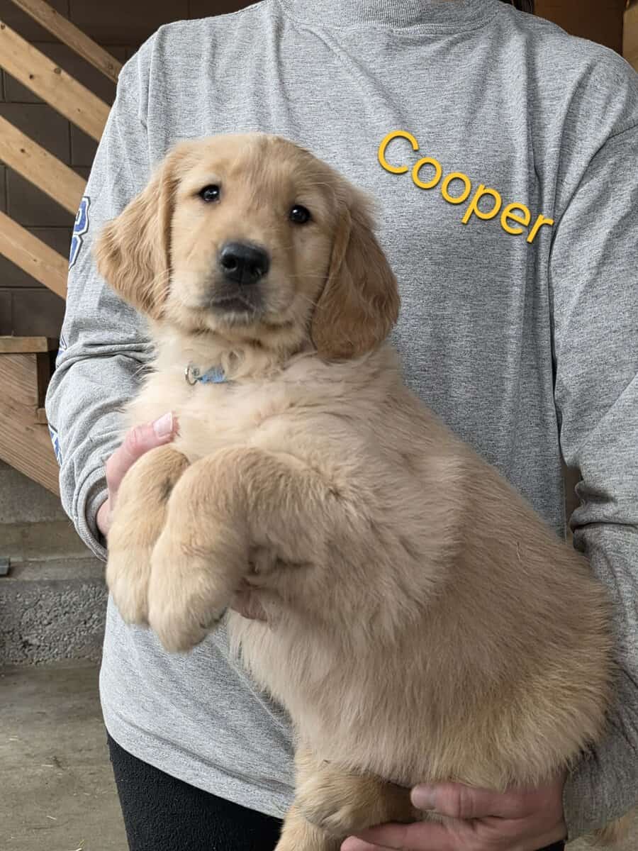 AKC Golden Retriever Puppies image 7