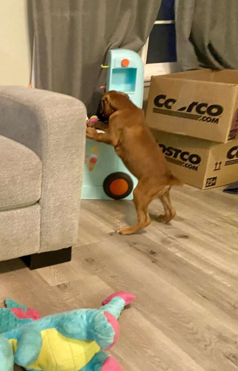 AKC BOXER PUPPY image 5