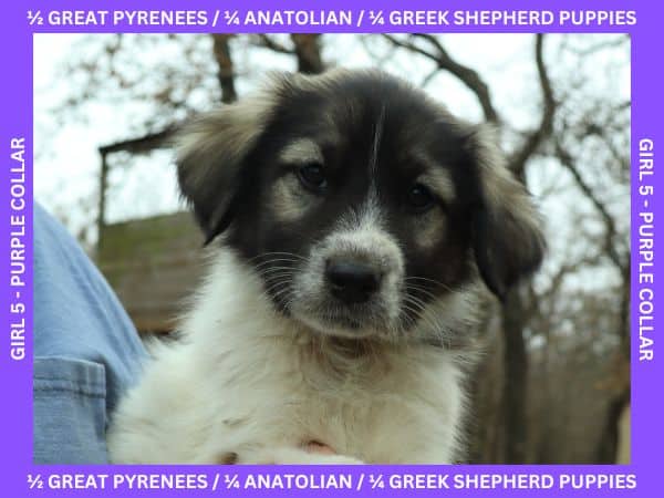 LGD Puppies-Great Pyrenees/Shepherd Mix image 15