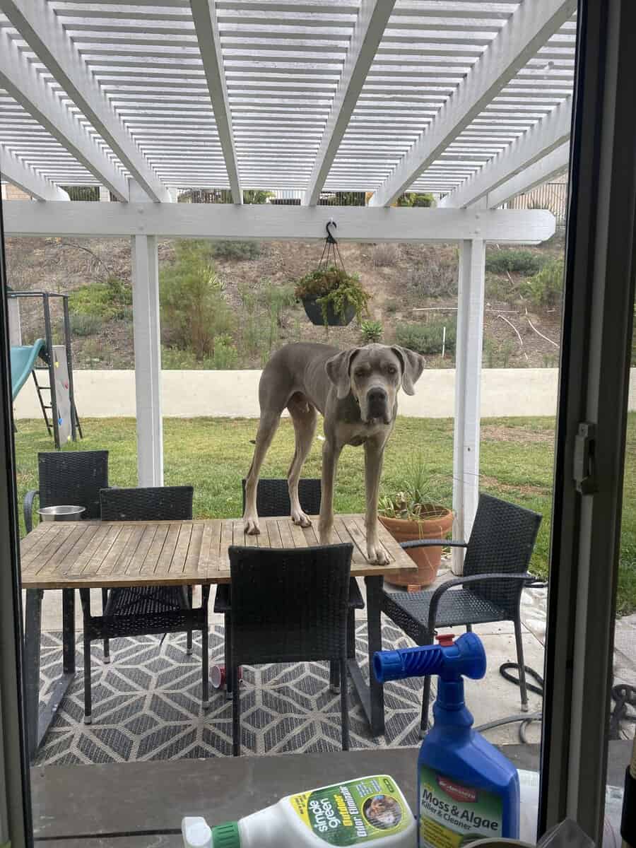 Great Dane Rehoming image 5