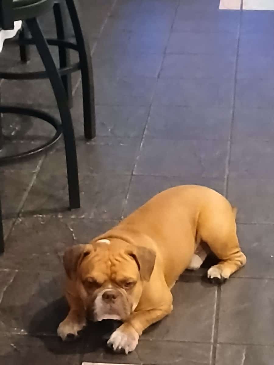 Rehoming my American Bully image 2