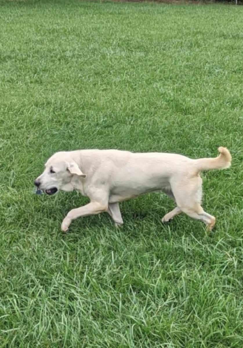 AKC White Labs 2 Avail, 4 Yrs Old, Breeding Rights image 1