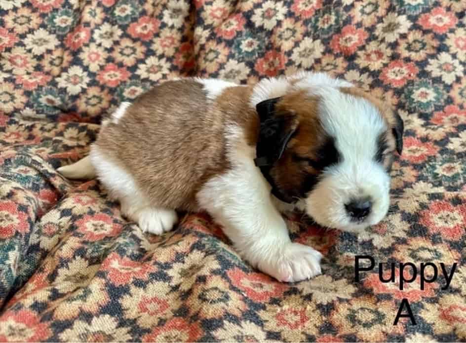 11 Perfect Baby Saint Bernards image 7