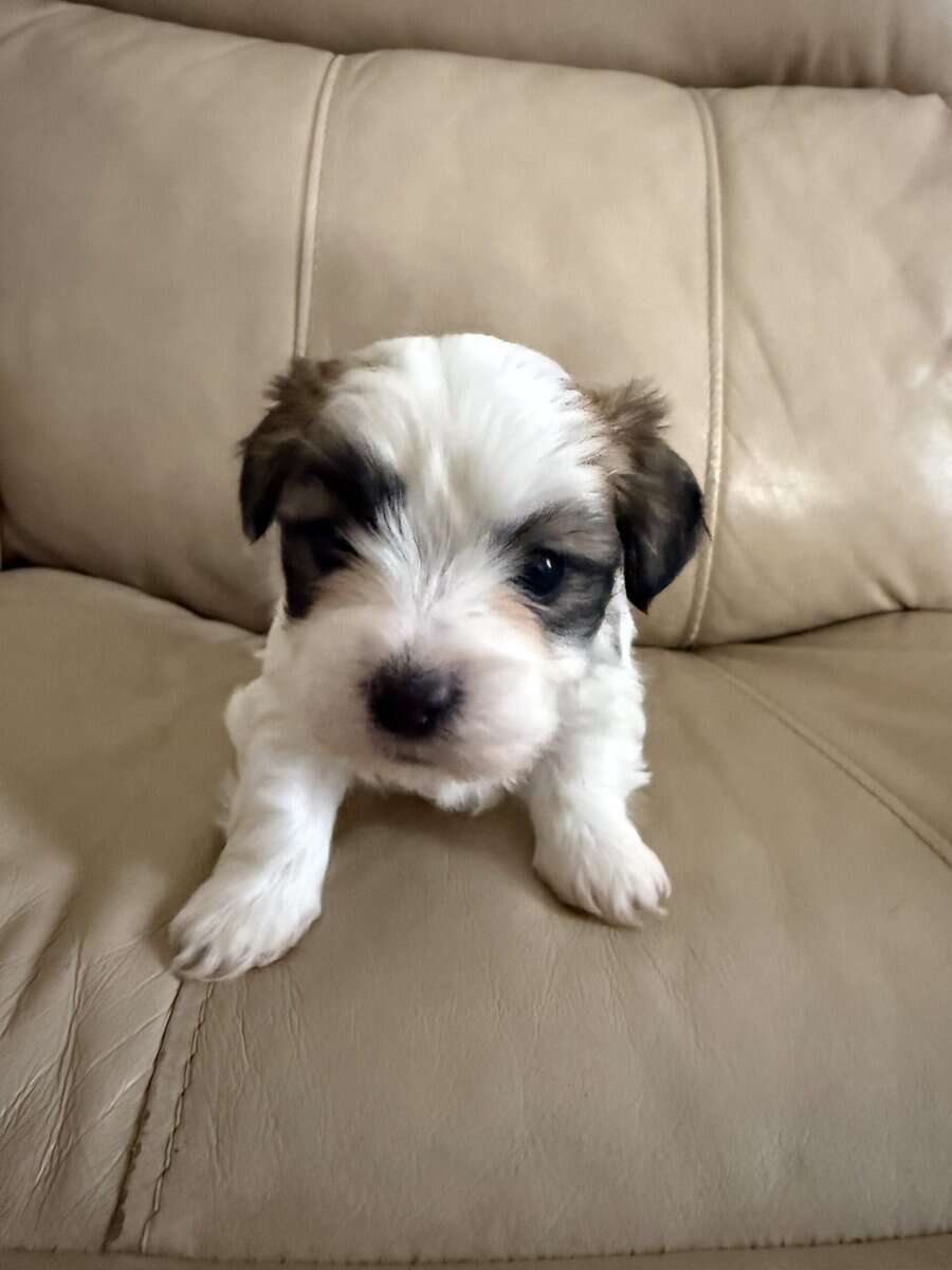 Malshihpoo puppies image 8