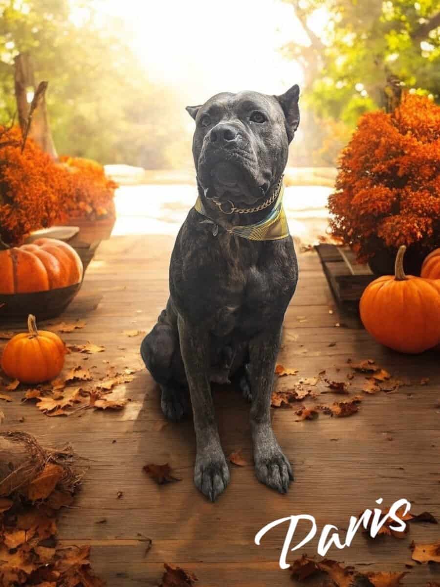 ITALIAN MASTIFF CANE CORSO image 1