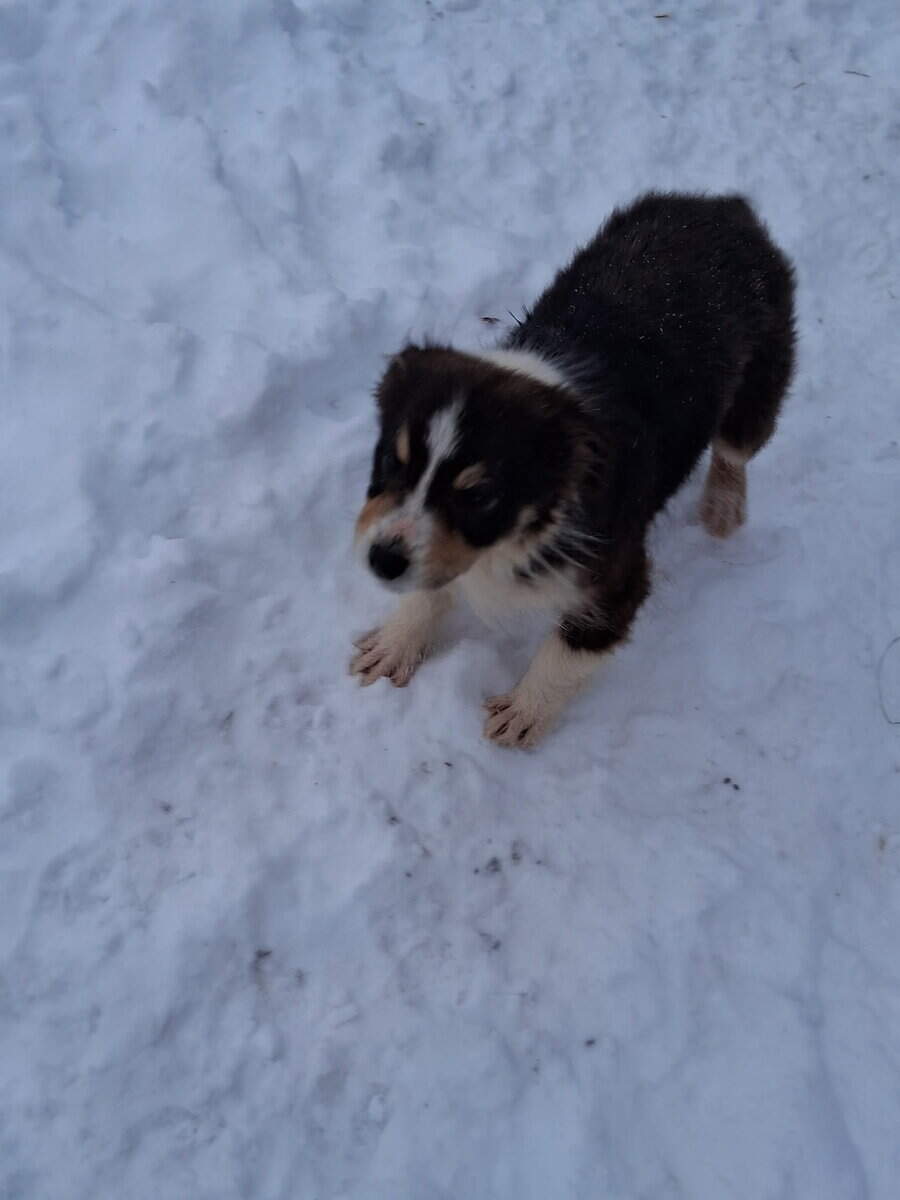 4 Australian shepherds puppy’s image 1