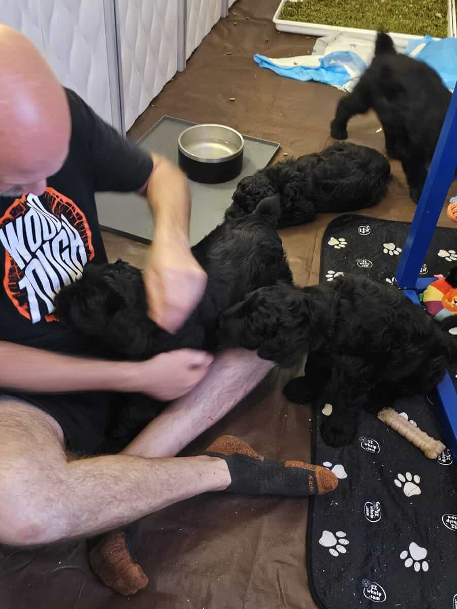 Black Russian Terriers Puppies image 7