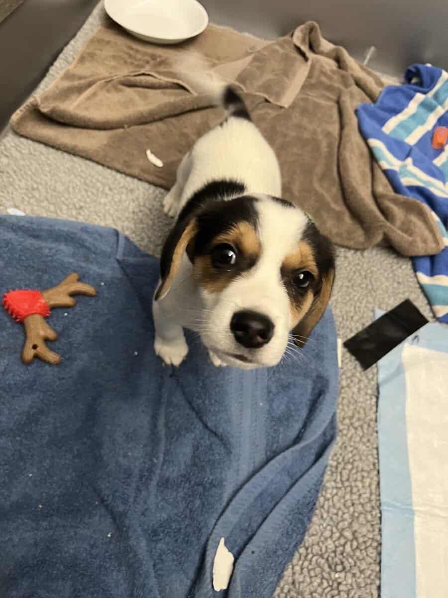 8wk old Beagle Mix puppies image 2