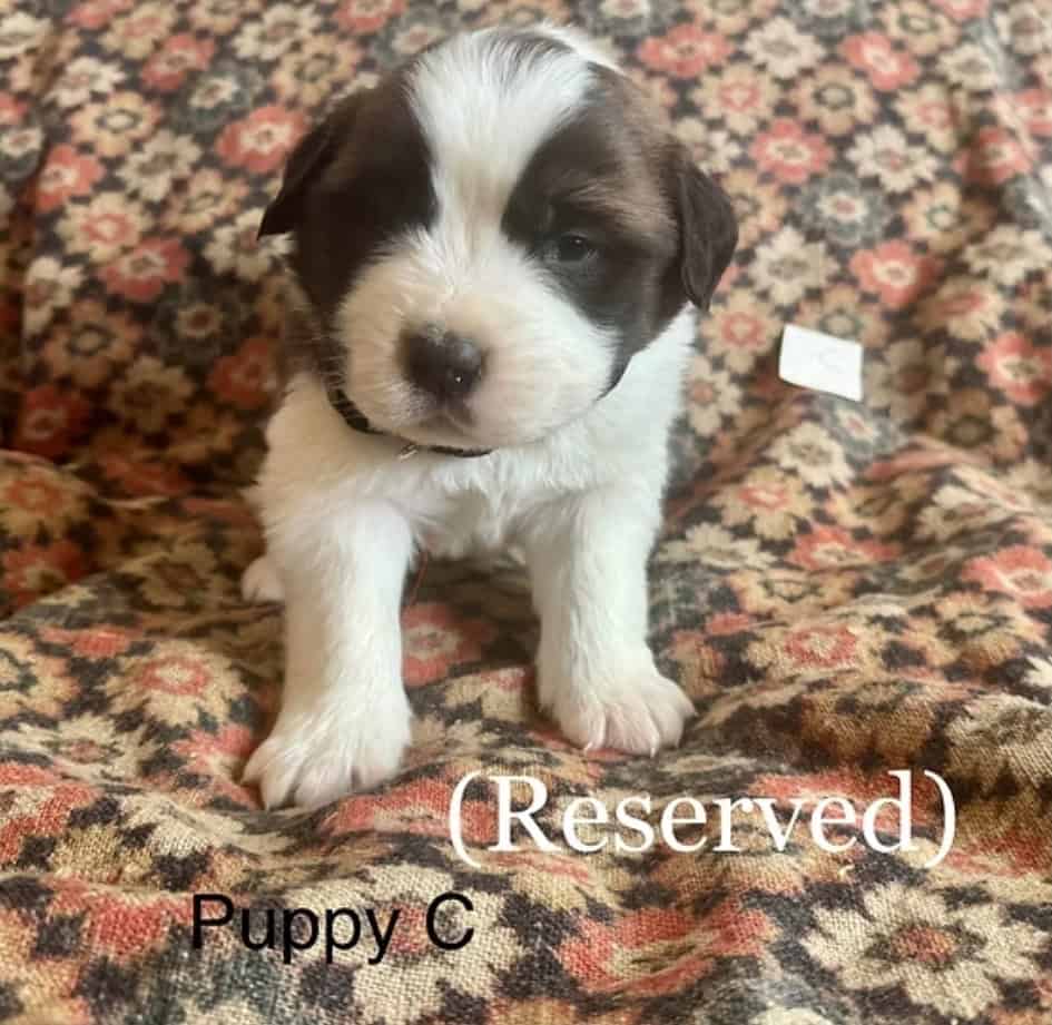 11 Perfect Baby Saint Bernards image 9
