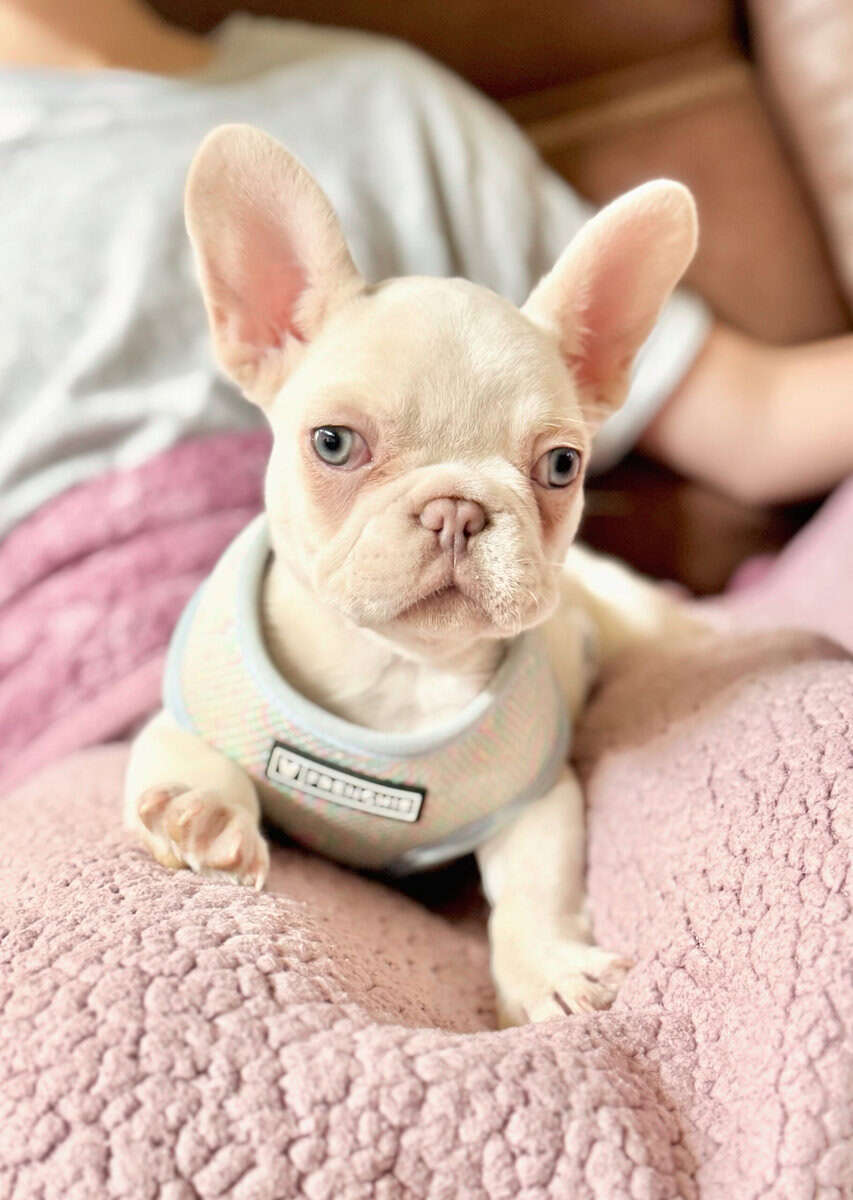 Male French Bulldog image 4
