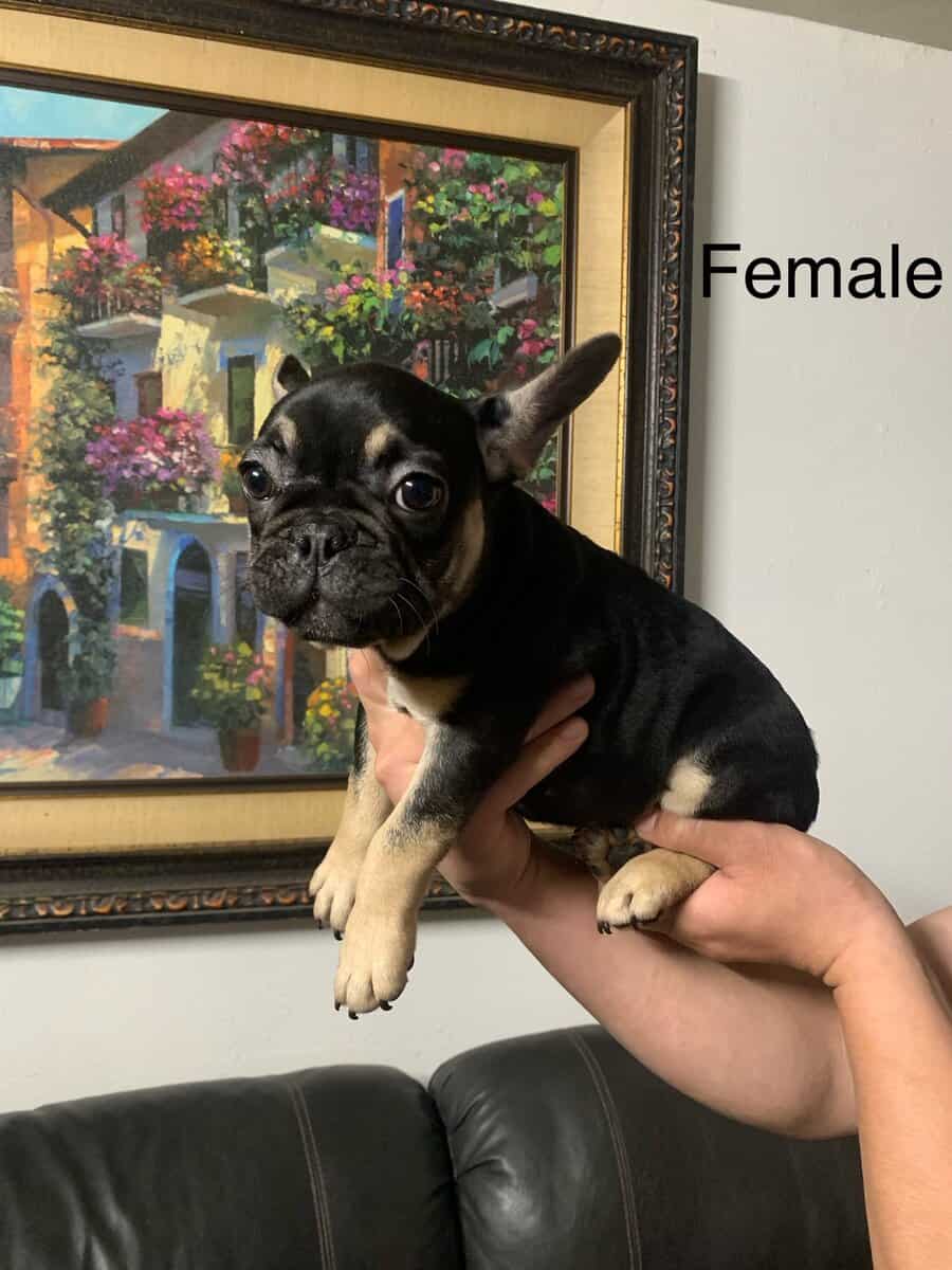 French Bulldog puppies image 2