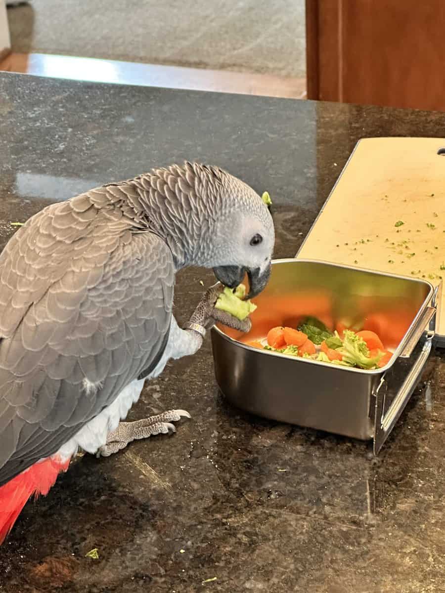 Beautiful & Healthy 3 year old African Grey image 6