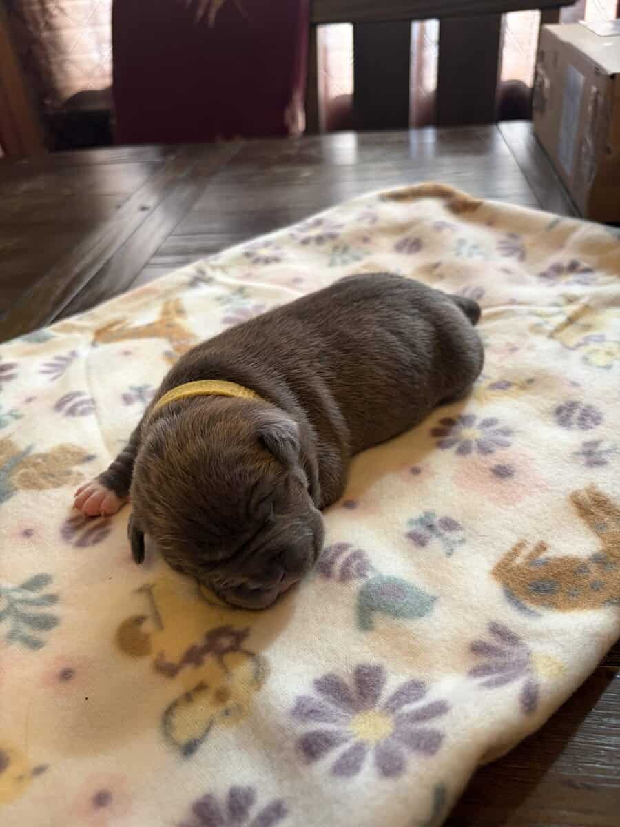 BULLY PUPPIES BULLY PUPPIES image 4